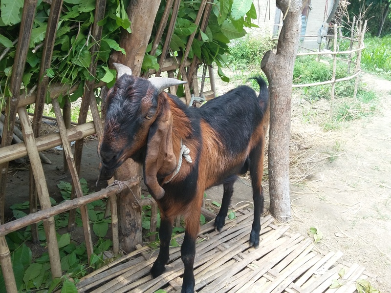 nepal