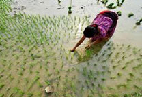 rice planting